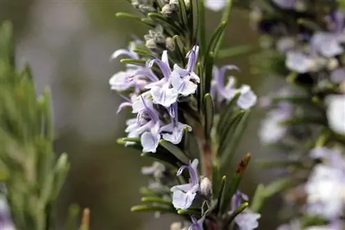 Rosemary - Rosmarinus officinalis