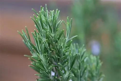 Je, rosemary ni shupavu? Hivi ndivyo unavyoiingiza kwenye sufuria/kwenye balcony