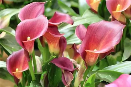 Calla – Zantedeschia