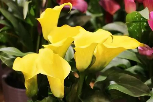 Calla – Zantedeschia