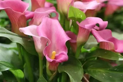 Calla-Zantedeschia