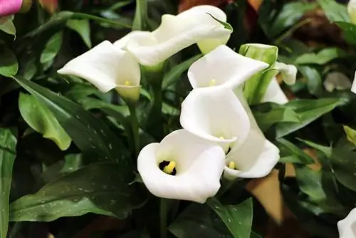 Onko calla/Zantedeschia kestävä? Tietoa ruukussa talvehtimisesta