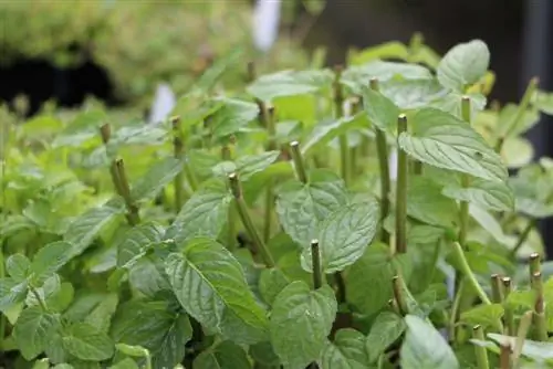 Flores de menta comestibles - menta