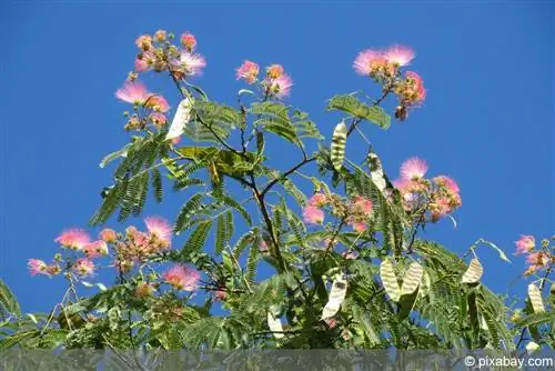 Silk tree