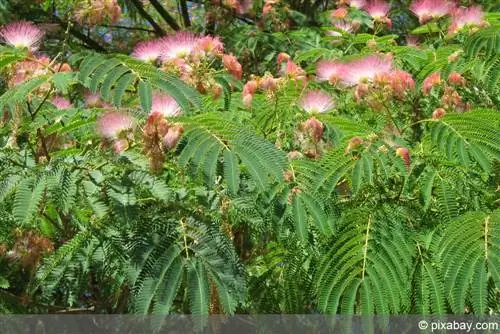 Silk tree, Albizia julibrissin - cultivation and care - is it hardy?