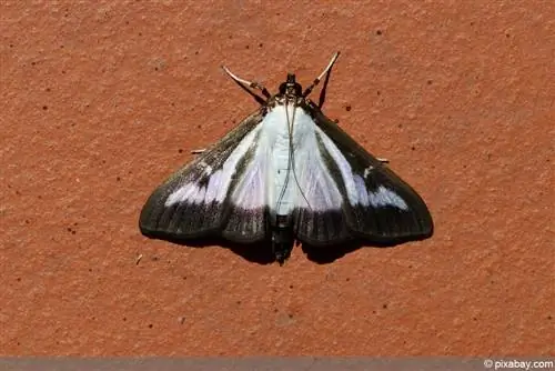 Papillon du buis