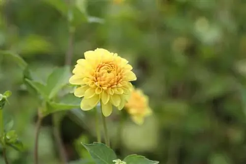 Pompom Dahlia - ดอกรักเร่ hortensis