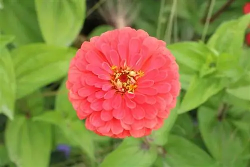 Dalia - Dalia hortensis