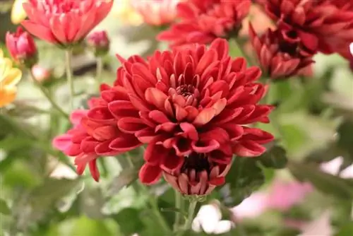 Chrysanthemums - Chrysanthemum