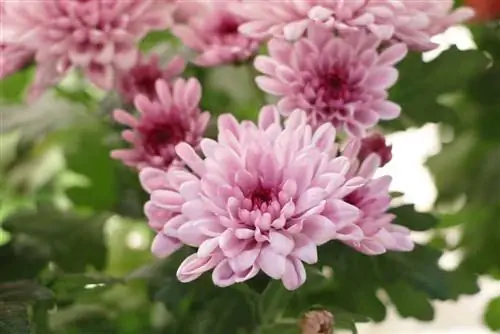 Chrysanthemums - Chrysanthemum