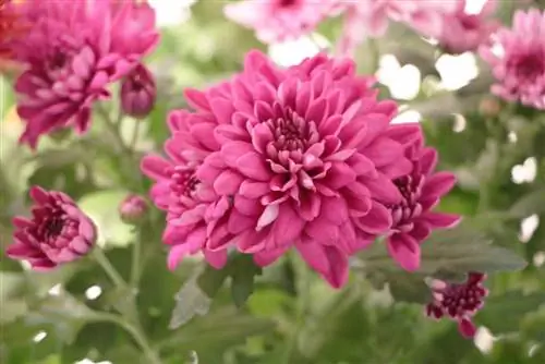 Chrysanthemums - Chrysanthemum