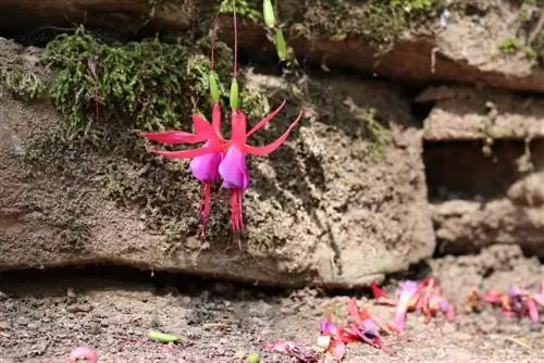 Fúcsia durante o inverno - é assim que você pode cuidar adequadamente das fúcsia no inverno