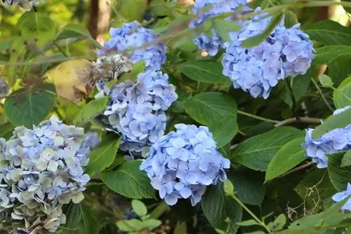 Hortensia - Verano sin fin - azul