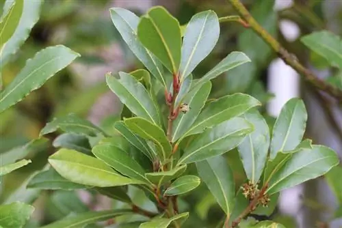 Laurel hedge