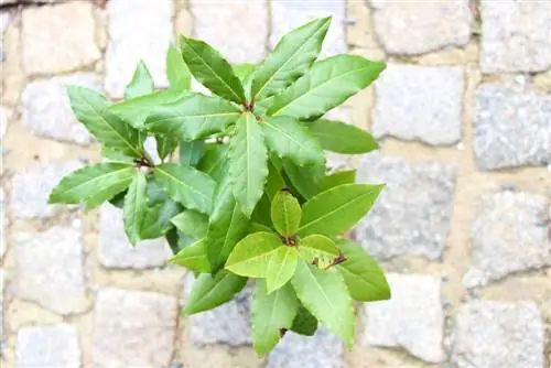 Laurel hedge