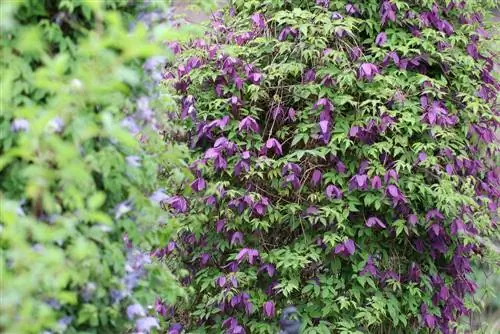 Clematis – Alpinis klematis