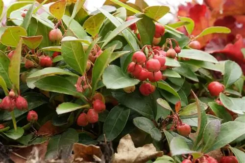 ม็อกเบอร์รี่ - Gaultheria procumbens