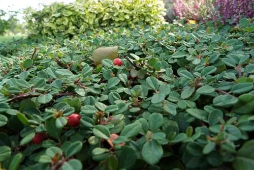 Cotonéaster