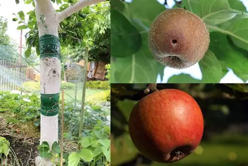 Zalijepite prsten na stablo jabuke