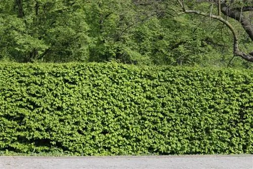 Beech Fagus hedge