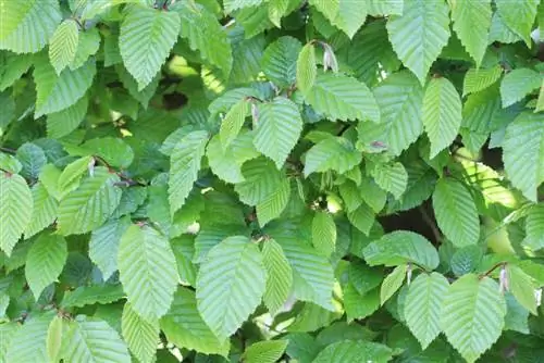 Beech Fagus hedge