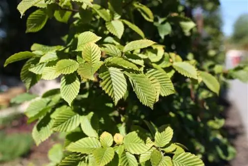 Beech Fagus hedge