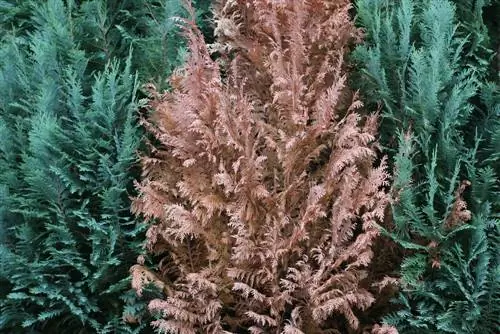 Thuja occidentalis Columna - Pleje og afskæring af den søjleformede tuja