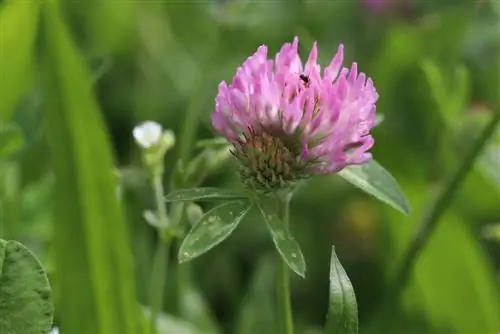 Red clover - Trifolium pratense