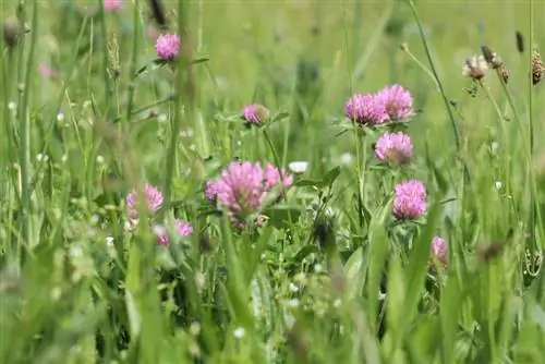 Red clover - Trifolium pratense