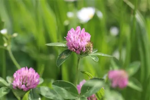 Red clover - Trifolium pratense