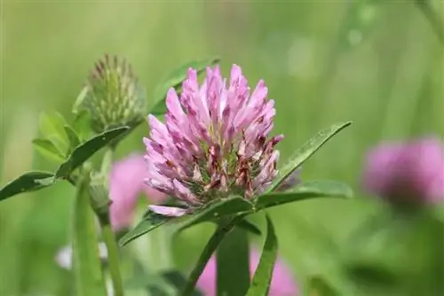 Red clover in the lawn - how to properly combat red clover