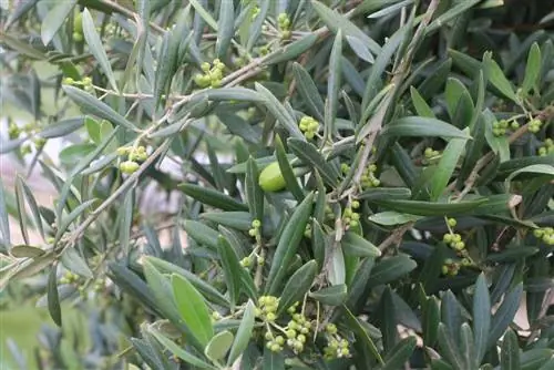 Drzewo oliwne - Olea europaea