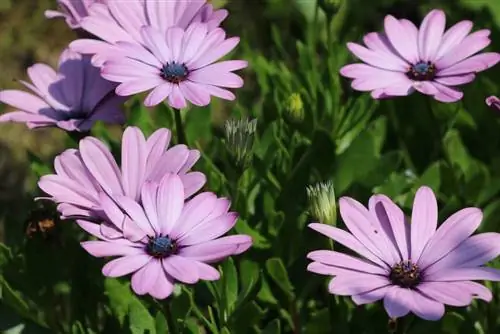 Bornholm Marguerite - Dimorphotheca ecklonis