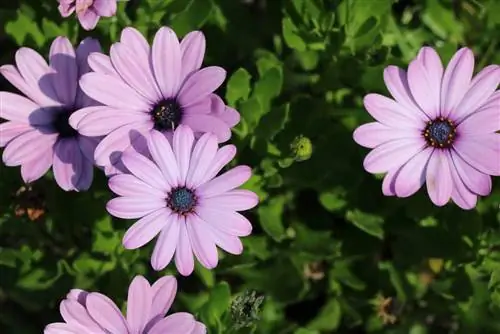 Bornholm Marguerite - Dimorphotheca ecklonis flower