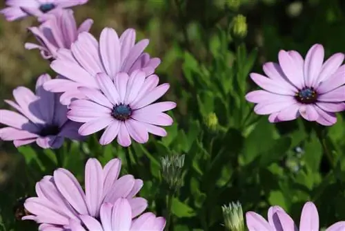 Bornholm Marguerite - Dimorphotheca ecklonis