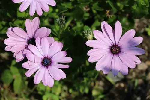 Bornholm daisy - care and overwintering