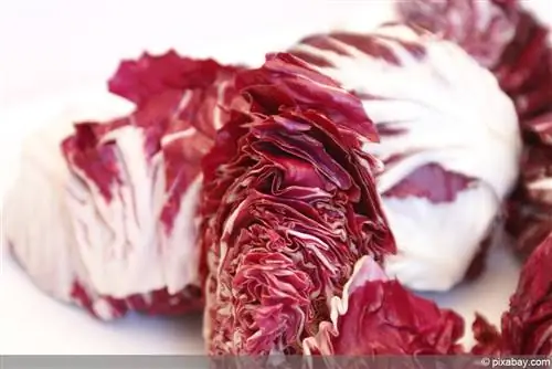 radicchio সালাদ পিবি 2