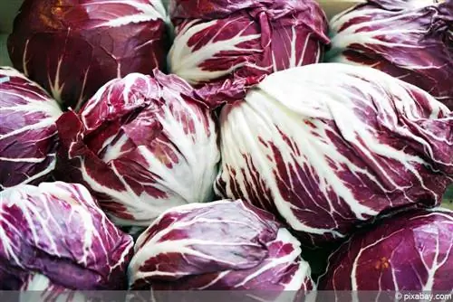 Radicchio salātu audzēšana - kopšana dārzeņu dārzā