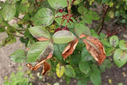 Rose - majani ya kahawia