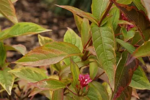 Weigela florida - ვეიგელა