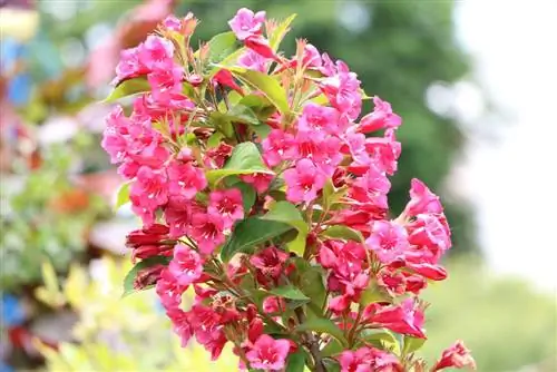 وایگلا - Weigela