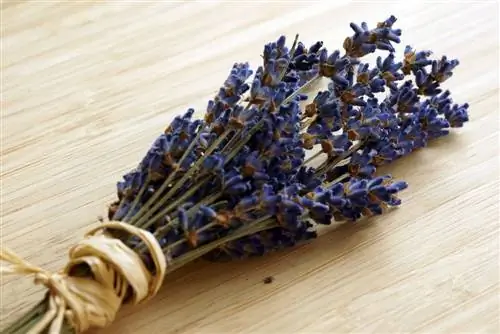 lavendel