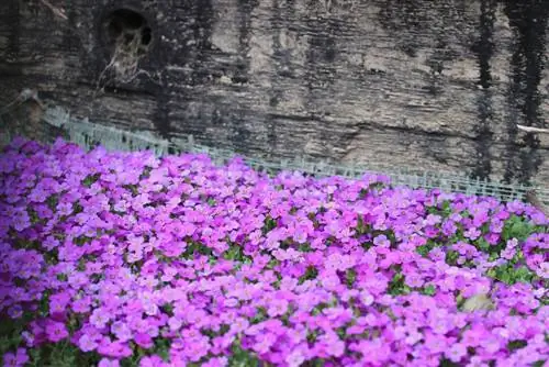 Ground cover: Blue cushion - Aubrieta