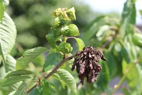 Jabuka - malus bolesna