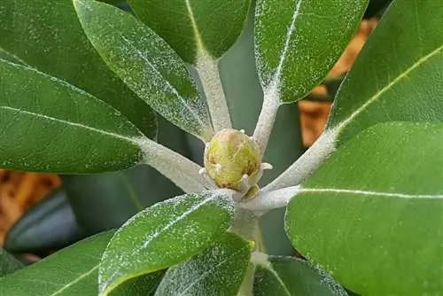 Rhododendron na may powdery mildew