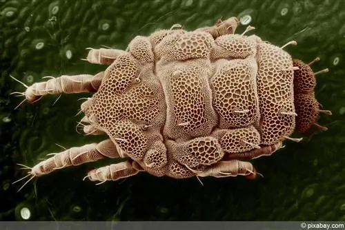 Recognizing mite bites on humans - are wood mites dangerous?