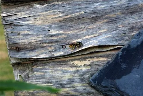 Môžu osy spôsobiť škody pod strechou, na fasáde a izolácii?