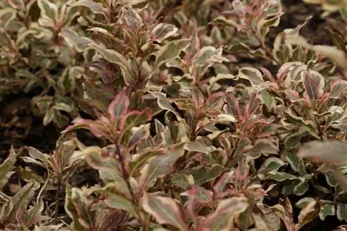 qırmızı yarpaqlı weigela - weigela purpurea