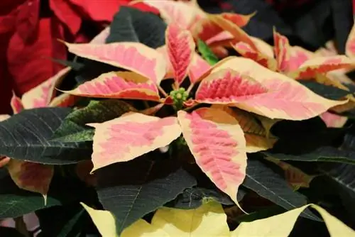 Ang pangkulay ng poinsettia ay dahon muli ng pula - kung paano ito gagawin nang tama