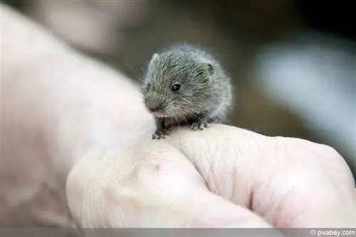 Baby vole